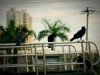 Low angle view of birds perching on cable against sky