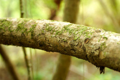 Close-up of tree trunk