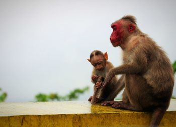 Close-up of monkey sitting on rock against sky