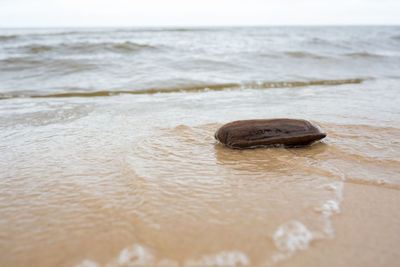 Surface level of sea shore