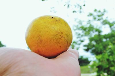 Close-up of hand holding apple against trees