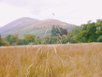 Close-up of spider web on mountain