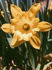 Close-up of yellow daffodil flower