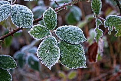 Close-up of frozen plant during winter