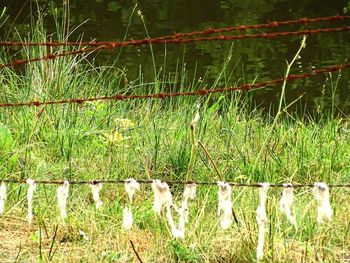 Plants growing on field by lake