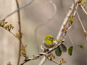 Japanese white-eye