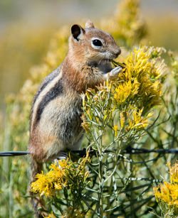 Close-up of squirrel eating plant