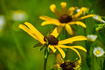 Close-up of honey bee on yellow flowering plant
