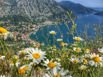 Close-up of daisy flowers in sea