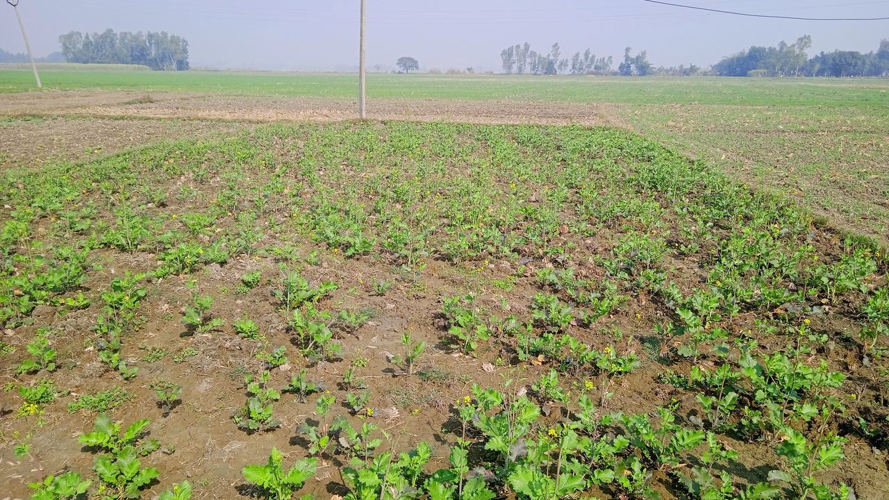 soil, agriculture, field, landscape, environment, crop, land, plant, rural scene, nature, growth, farm, rural area, plantation, no people, food and drink, sky, food, vegetable, green, scenics - nature, day, social issues, tranquility, outdoors, tree, beauty in nature, plain, grass, tranquil scene