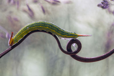 Close up of caterpillars