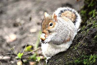 Close-up of squirrel