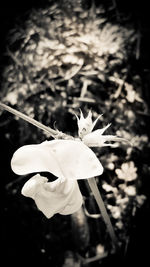 Close-up of flower blooming outdoors