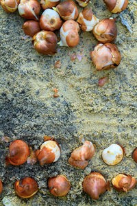 Close-up of chestnuts