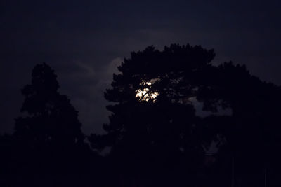 Low angle view of silhouette trees against sky at night