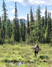 View of a horse on field