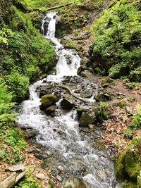 River flowing through forest