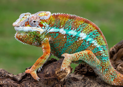 Close-up of lizard