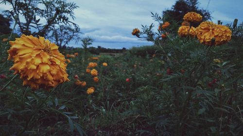 Close-up of sunflowers blooming on field against sky