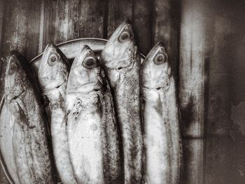 Close-up of fish for sale at market