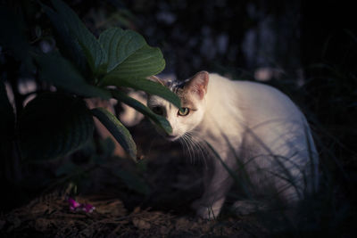 Portrait of cat sitting outdoors