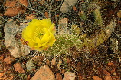 Close-up of yellow flower