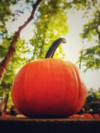 Close-up of pumpkin against tree