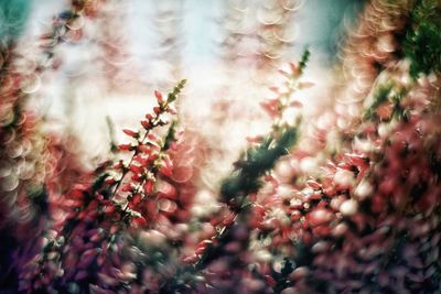 Close-up of pink flowers