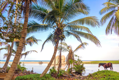 Horse and palm trees on shore at tayrona national park