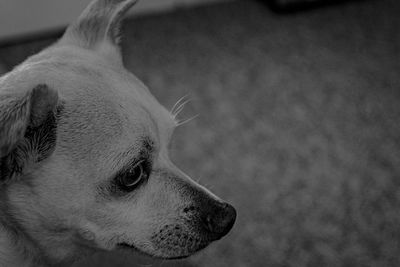 Close-up of a dog looking away