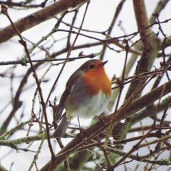 Low angle view of bird perching on branch