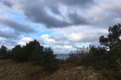 Trees on landscape against sky