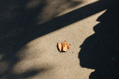 High angle view of leaves falling on street during sunny day