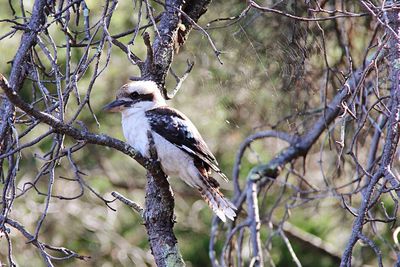 Low angle view of bird on tree