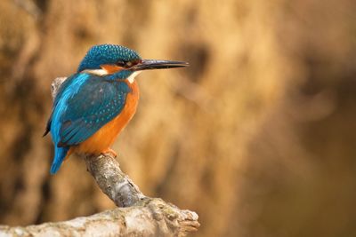 Side view of kingfisher perching on branch