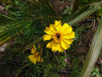 High angle view of yellow flowers blooming on field