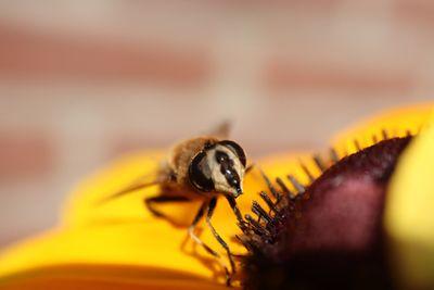 Close-up of bee pollinating on yellow flower