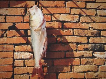 Dead fish hanging against brick wall