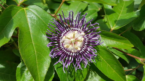 Close-up of purple flowering plant