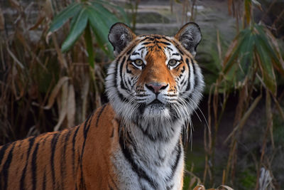 Close-up portrait of tiger