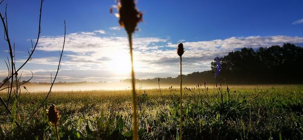 Scenic view of field against sky