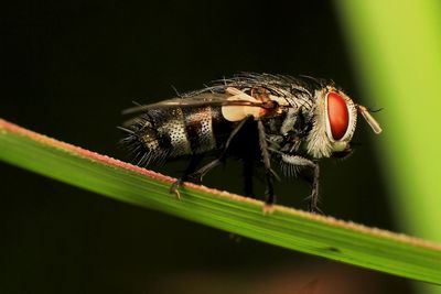 Close-up of insect