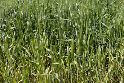 Full frame shot of crops on field