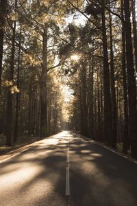 Empty road amidst trees in forest