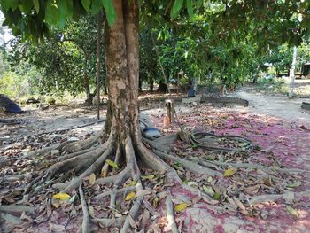 Trees in park