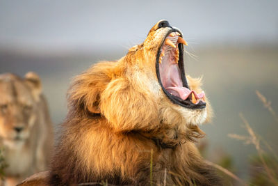 Roaring male lion in south africa 