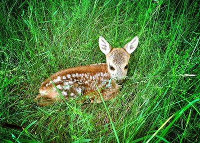 Deer in a field