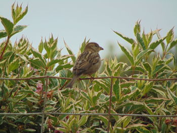 Bird perching on a plant