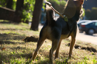 Close-up of dog on field