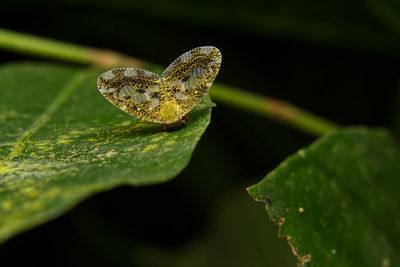 Ricaniidae or planthopper insect resting on a leaf